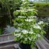 Viorne - Viburnum Plicatum Kilimandjaro -Promos Jardin Bulbes Magasin Viburnum plicatum Kilimandjaro 84381 1