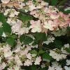 Viorne De Chine - Viburnum Plicatum Kilimanjaro Sunrise -Promos Jardin Bulbes Magasin Viburnum plicatum Kilimanjaro Sunrise 83029 1