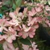 Viorne De Chine - Viburnum Plicatum Molly Schroeder -Promos Jardin Bulbes Magasin Viburnum plicatum Molly Schroeder 82912 1
