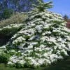Viorne De Chine - Viburnum Plicatum Tomentosum 2 Viorne De Chine - Viburnum Plicatum Tomentosum -Promos Jardin Bulbes Magasin Viburnum plicatum Tomentosum 1002362 1