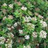 Viburnum Tinus Eve Price - Laurier Tin -Promos Jardin Bulbes Magasin Viburnum tinus Eve Price 781506 1