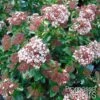Viorne, Laurier Tin - Viburnum Tinus Gwenlian 1 Viorne, Laurier Tin - Viburnum Tinus Gwenlian -Promos Jardin Bulbes Magasin Viburnum tinus Gwenllian 100237 1