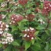 Viburnum Tinus Lisarose - Laurier-tin Rose -Promos Jardin Bulbes Magasin Viburnum tinus Lisarose 782020 1