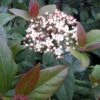 Viburnum Tinus Purpureum - Viorne Tin, Laurier Tin -Promos Jardin Bulbes Magasin Viburnum tinus Purpureum 100288 1