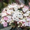 Viorne, Laurier Tin- Viburnum Tinus Spirit -Promos Jardin Bulbes Magasin Viburnum tinus Spirit 781507 1