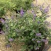 Vitex X Agnus-castus Chicagoland Blues - Gattilier 1 Vitex X Agnus-castus Chicagoland Blues - Gattilier -Promos Jardin Bulbes Magasin Vitex Chicagoland Blues Gattilier hybride V 17953 1