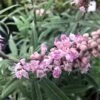 Vitex Agnus-castus Santamaria - Gattilier -Promos Jardin Bulbes Magasin Vitex Santamaria 16588 1