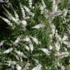 Vitex Agnus-castus Silver Spire - Gattilier -Promos Jardin Bulbes Magasin Vitex Silver Spire 16589 1