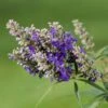 Vitex Agnus-castus Blue Puffball - Gattilier -Promos Jardin Bulbes Magasin Vitex agnus 85811 1