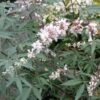 Vitex Agnus-castus Albus - Gattilier Blanc -Promos Jardin Bulbes Magasin Vitex agnus castus Alba 781856 1