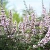 Vitex Agnus-castus Galactic Pink - Gattilier -Promos Jardin Bulbes Magasin Vitex agnus castus Galactic Pink Gattilier IF 17954 1
