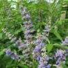 Vitex Agnus-castus Magical Summertime Blues - Gattilier -Promos Jardin Bulbes Magasin Vitex agnus castus Magical Summertime Blues Helen Froehlich Gattilier IF 17955 1