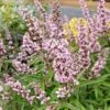 Vitex Agnus-castus Pink Pinnacle -Promos Jardin Bulbes Magasin Vitex agnus castus Pink Pinnacle copyright 895641 1