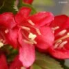 Weigela Nain Rouge Courtanin 1 Weigela Nain Rouge Courtanin -Promos Jardin Bulbes Magasin WEIGELA NAIN ROUGE 7881 1