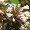 Weigela Black And White -Promos Jardin Bulbes Magasin Weigela Black and White 7880 1