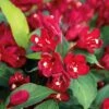 Weigelia Hybride Cherry Love -Promos Jardin Bulbes Magasin Weigela Cherry Love IF 17263 1