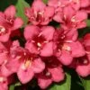 Weigela Hybride Eva Rathke -Promos Jardin Bulbes Magasin Weigela Eva Rathke 87494 1