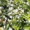 Weigela Milk And Honey 1 Weigela Milk And Honey -Promos Jardin Bulbes Magasin Weigela Milk and Honey 84388 1