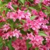 Weigela Minuet -Promos Jardin Bulbes Magasin Weigela Minuet copyright 1008971 1