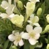Weigela Picobella Bianco 1 Weigela Picobella Bianco -Promos Jardin Bulbes Magasin Weigela Picobella Bianco Weigelia nain IF 18311 1