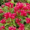 Weigela Picobella Rosso -Promos Jardin Bulbes Magasin Weigela Picobella Rosso copyright 179561 1