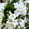 Weigela Snowflake -Promos Jardin Bulbes Magasin Weigela Snowflake copyright 1002901 1