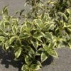 Weigela White Lightning -Promos Jardin Bulbes Magasin Weigela White Lightning IF 1008992 1