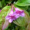 Weigela Wings Of Fire -Promos Jardin Bulbes Magasin Weigela Wings of Fire 84389 1