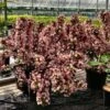 Weigela Florida Big Love -Promos Jardin Bulbes Magasin Weigela florida Big Love 16348 1