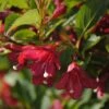 Weigela Florida Cherry Lace -Promos Jardin Bulbes Magasin Weigela florida Cherry Lace copyright 16349 1