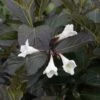 Weigela Florida Ebony And Ivory -Promos Jardin Bulbes Magasin Weigela florida EBONY AND IVORY NOBLE 84392 1
