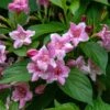 Weigela Florida Korea -Promos Jardin Bulbes Magasin Weigela florida Korea copyright 1009001 1