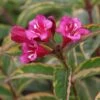 Weigela Florida Moulin Rouge (Brigela) -Promos Jardin Bulbes Magasin Weigela florida MOULIN ROUGE Brigela 84394 1