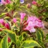 Weigela Florida Magical Rainbow 1 Weigela Florida Magical Rainbow -Promos Jardin Bulbes Magasin Weigela florida Magical Rainbow 781857 1