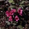 Weigela Florida Minor Black -Promos Jardin Bulbes Magasin Weigela florida Minor Black 84393 1
