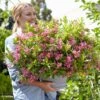 Weigela Florida Picobella Rosa - Weigélia Nain -Promos Jardin Bulbes Magasin Weigela florida Picobella Rosa 87410 1