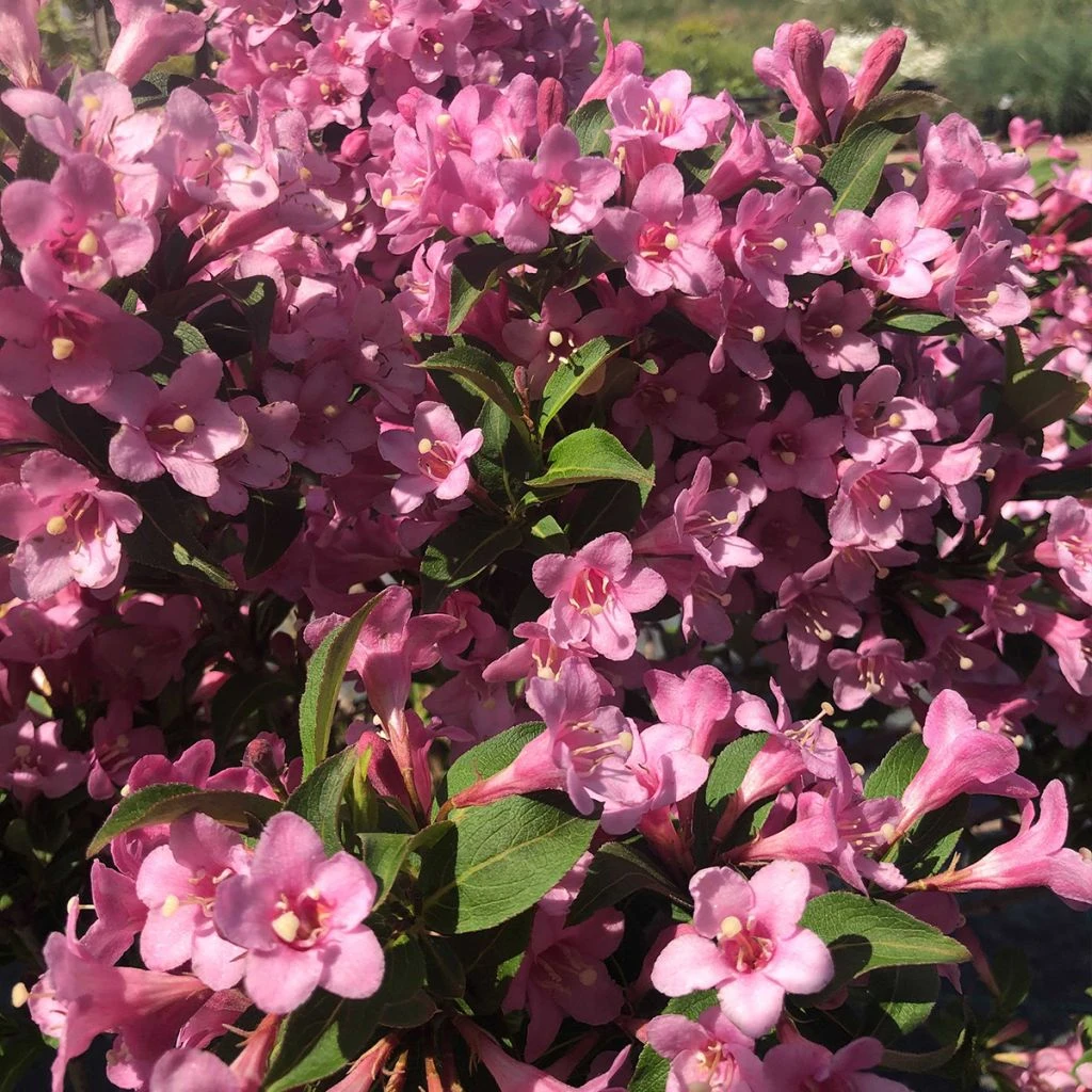 Weigela Florida Pink Poppet 3 Weigela Florida Pink Poppet