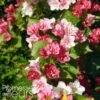 Weigela Hybride Carnaval -Promos Jardin Bulbes Magasin Weigela hybride Carnaval 100238 1