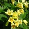 Weigela Middendorffiana -Promos Jardin Bulbes Magasin Weigela middendorffiana 781921 1