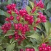 Weigela All Summer Red -Promos Jardin Bulbes Magasin Weigelia All Summer Red 84476 1