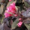 Weigela Florida Victoria -Promos Jardin Bulbes Magasin Weigelia florida victoria 7534 1