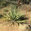 Yucca Banane - Yucca Baccata -Promos Jardin Bulbes Magasin Yucca baccata 89409 1
