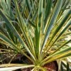 Yucca Filamentosa Bright Edge - Yucca Filamenteux 1 Yucca Filamentosa Bright Edge - Yucca Filamenteux -Promos Jardin Bulbes Magasin Yucca filamentosa Bright Edge copyright 8350411 1