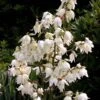 Yucca Filamentosa -Promos Jardin Bulbes Magasin Yucca filamentosa ld CarlELewis 7624 1