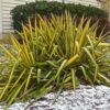 Yucca Flaccida Golden Sword -Promos Jardin Bulbes Magasin Yucca flaccida Golden Sword 83487 1