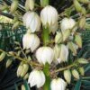 Yucca Gloriosa - Dague Espagnole -Promos Jardin Bulbes Magasin Yucca gloriosa 83488 1
