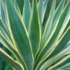 Yucca Gloriosa Variegata - Dague Espagnole -Promos Jardin Bulbes Magasin Yucca gloriosa Variegata 82238 1