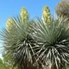 Yucca Rigida - Yucca Bleu 1 Yucca Rigida - Yucca Bleu -Promos Jardin Bulbes Magasin Yucca rigida 83492 2