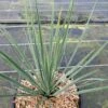 Yucca Rostrata Sapphire Skies -Promos Jardin Bulbes Magasin Yucca rostrata Sapphire Skies 16708 1