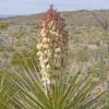Yucca Torreyi - Yucca De Torrey -Promos Jardin Bulbes Magasin Yucca torreyi de Torrey copyright 17170 1